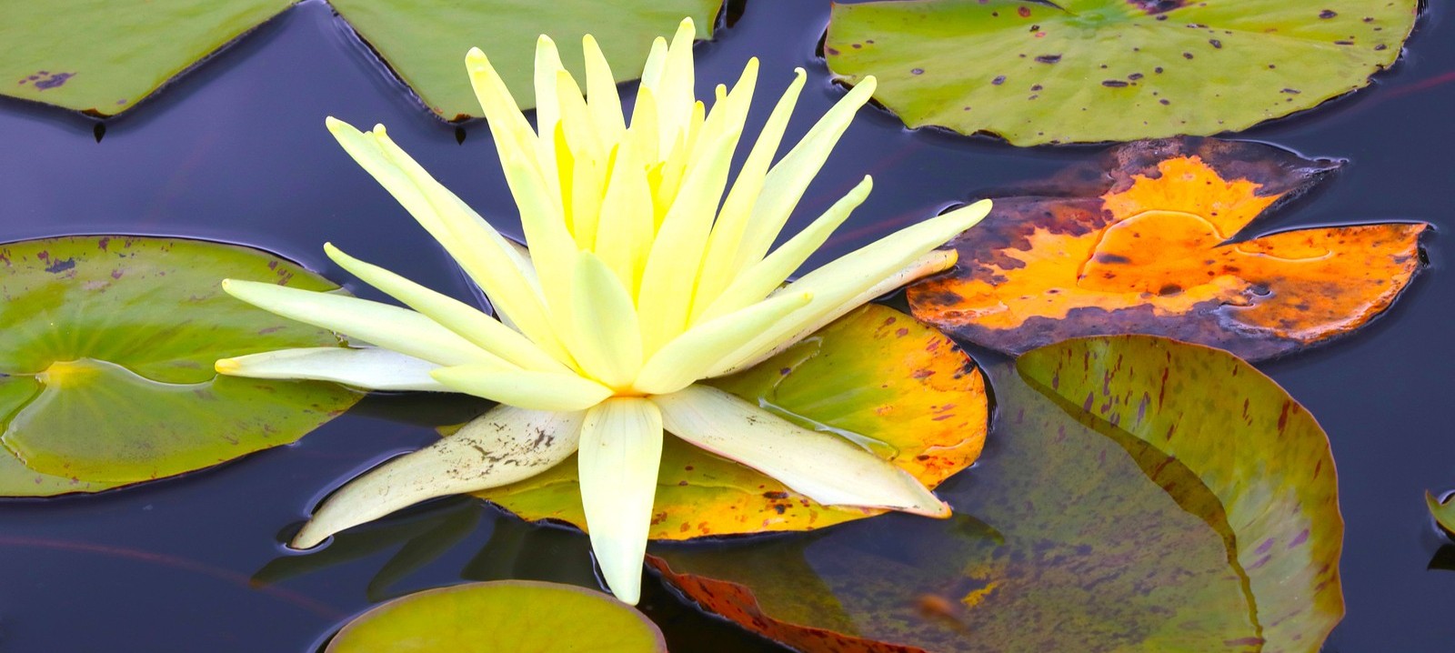 bigstock-Lemon-Blossoming-Lily-On-The-P-443167190.jpg